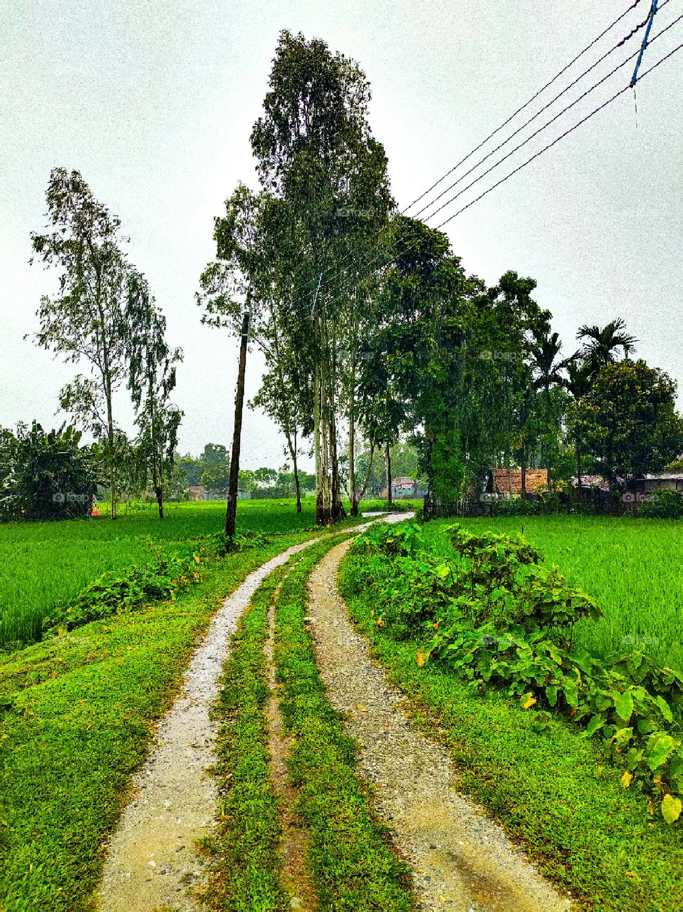 Our village road looks very beautiful.  There is green grass on both sides of the road.  The grass looks very beautiful.  There is white sky above.  These scenes look very beautiful.