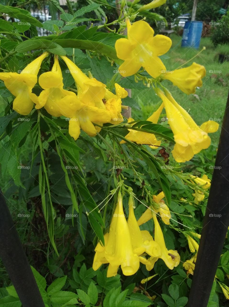yellow flower seasonal fresh shurb small size looks very beautiful generally found everywhere