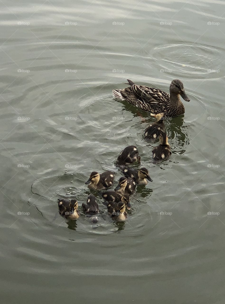 Baby Ducks