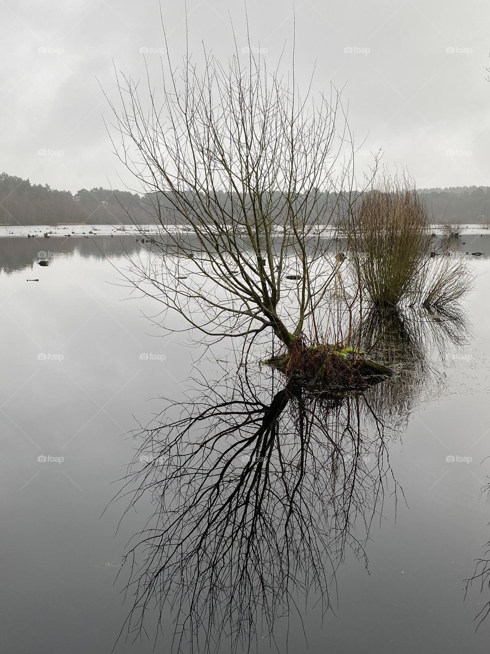 Reflection in nature