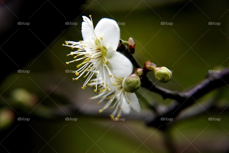 Beautiful flowers in bloom