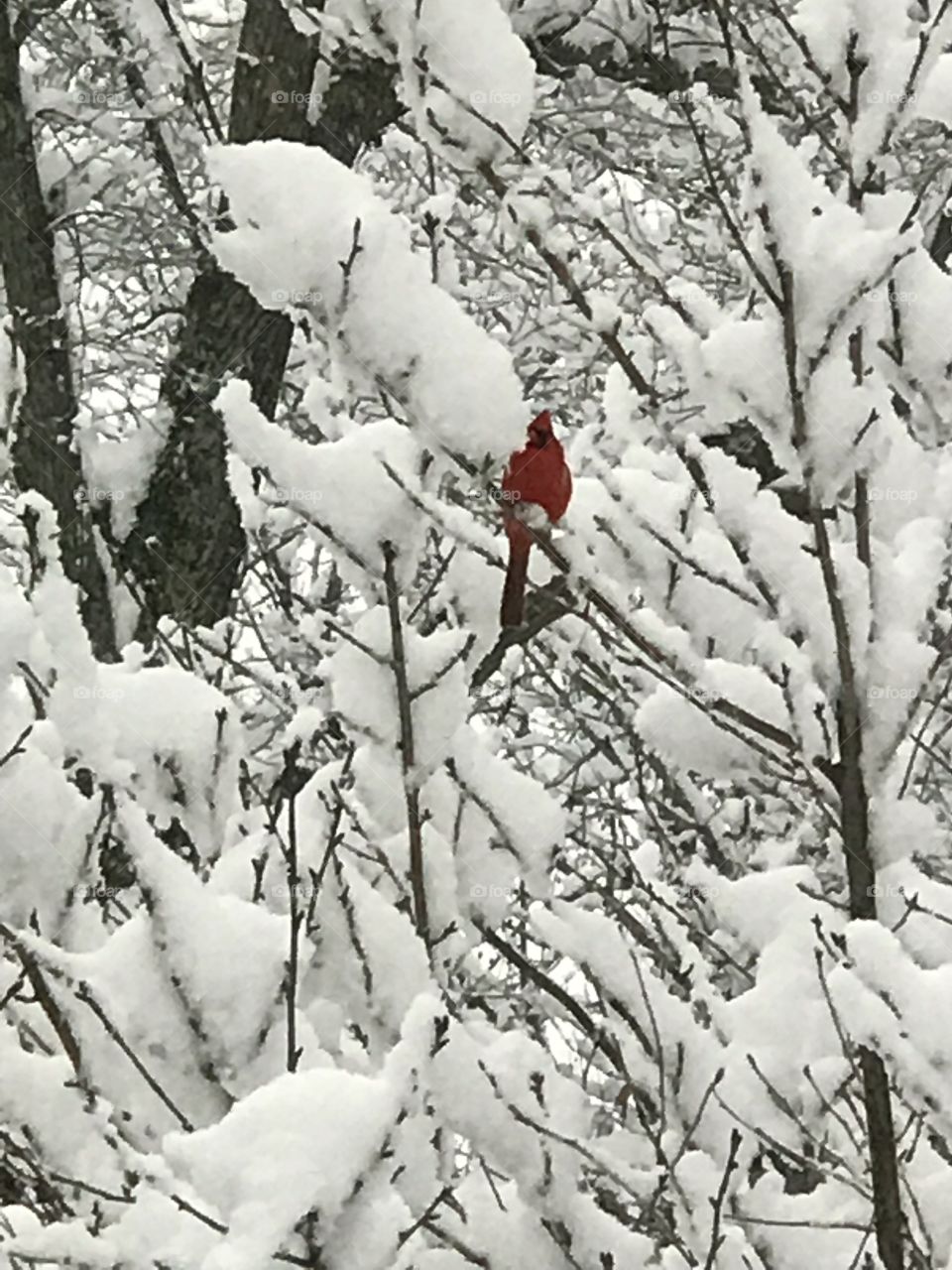 Snow cardinal 
