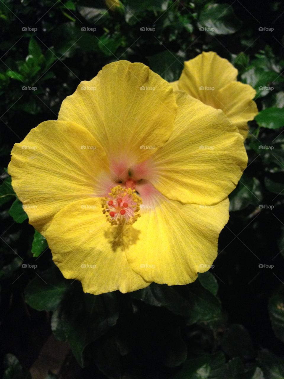 Hibiscus 