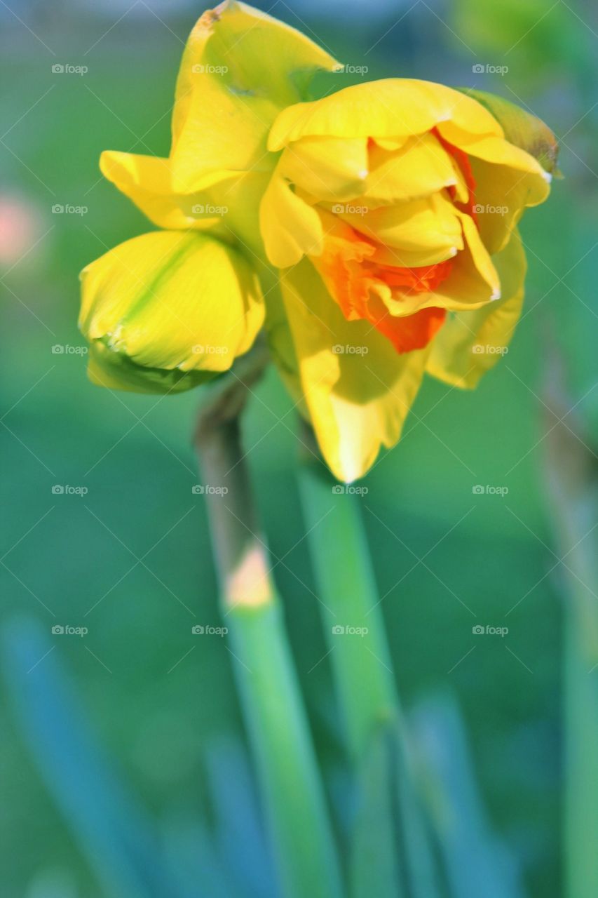 Close-up of daffodil