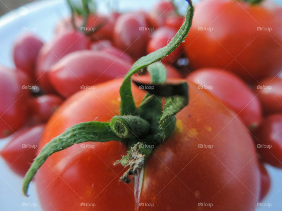 Garden Fresh Tomatoes