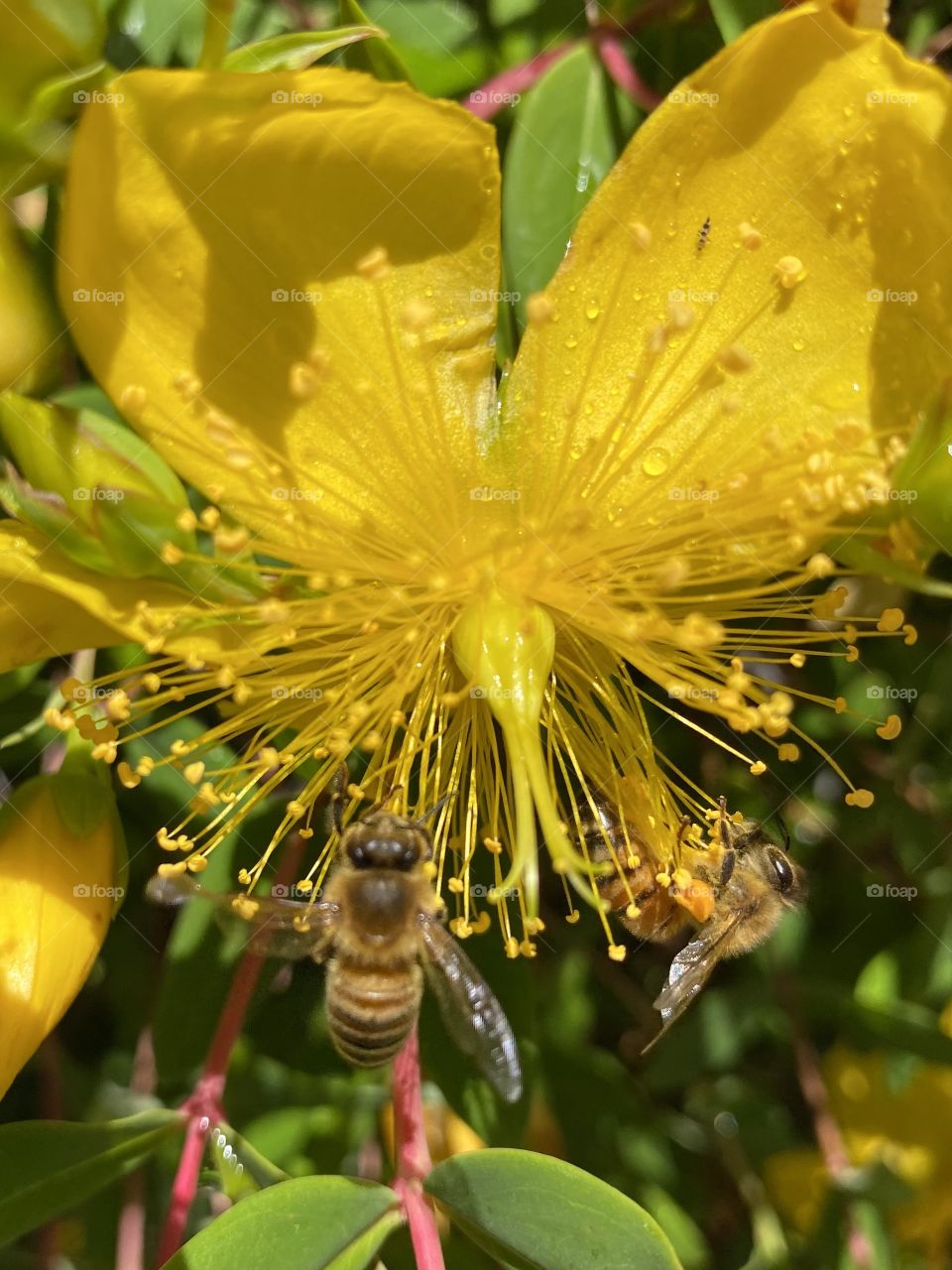 Flower bees