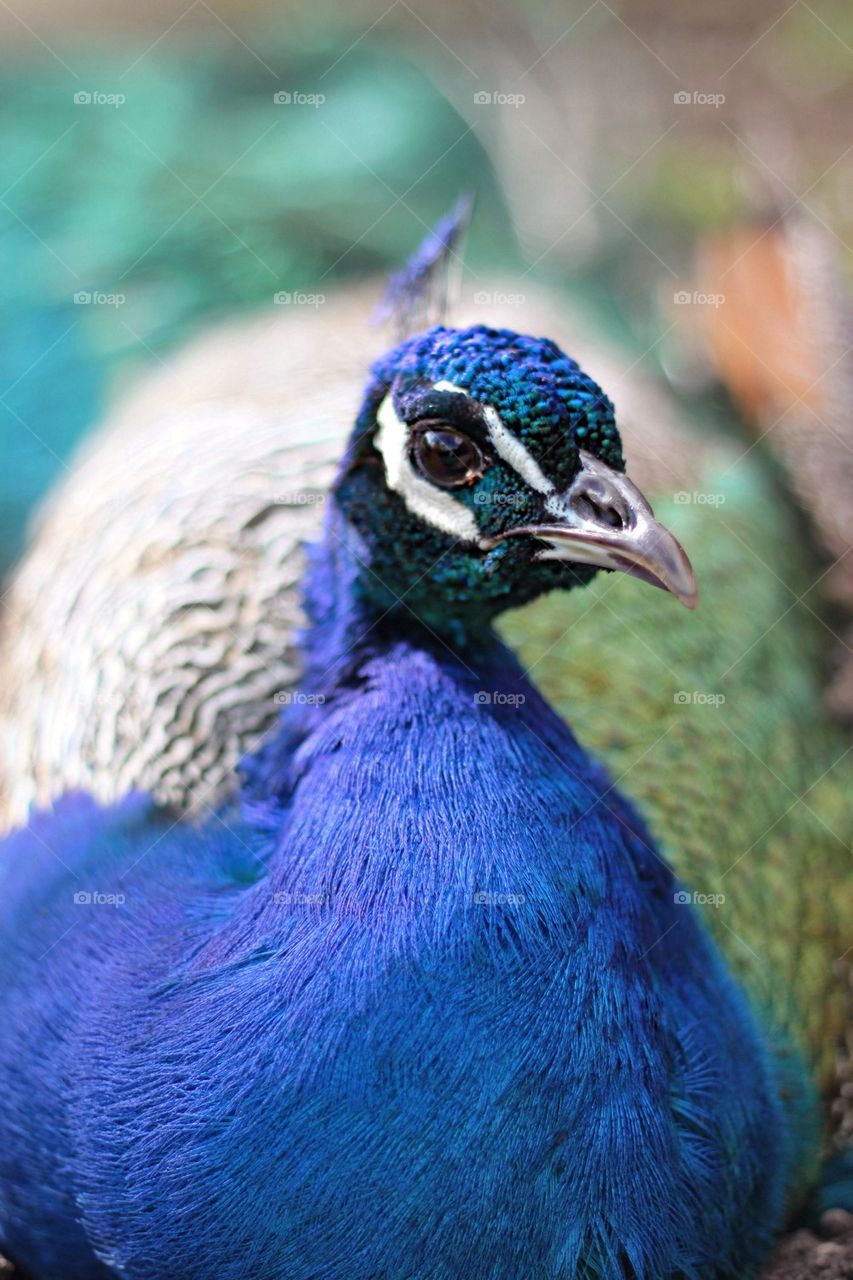 Peacock