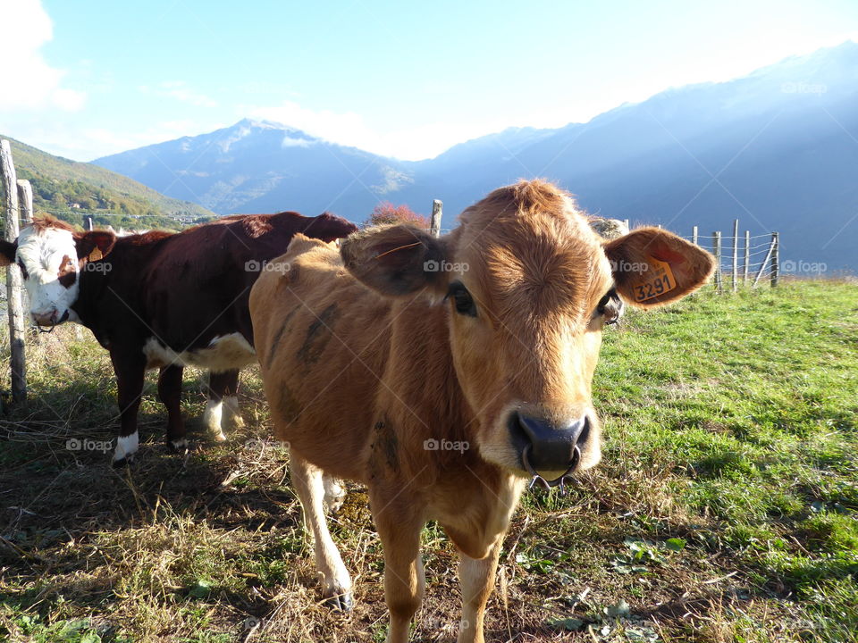 veal in the alps