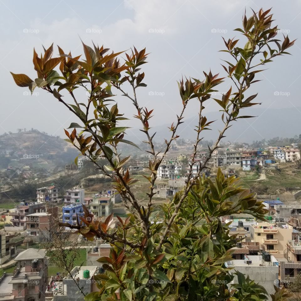 summer plant in kathmandu for research purposes