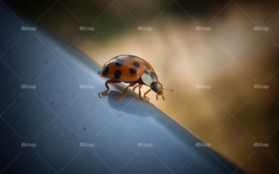 ladybug
