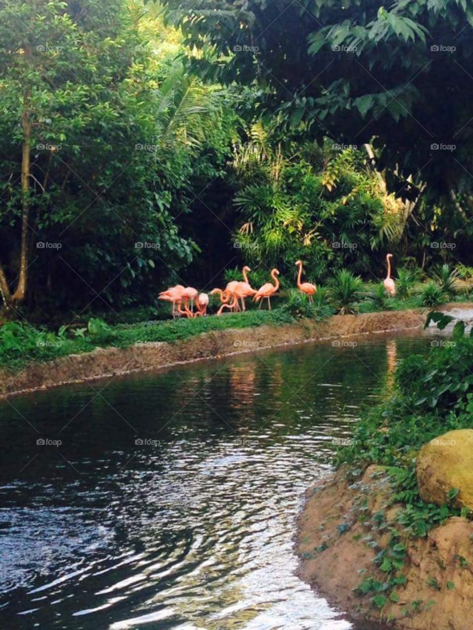 flamingos of Singapore Zoo