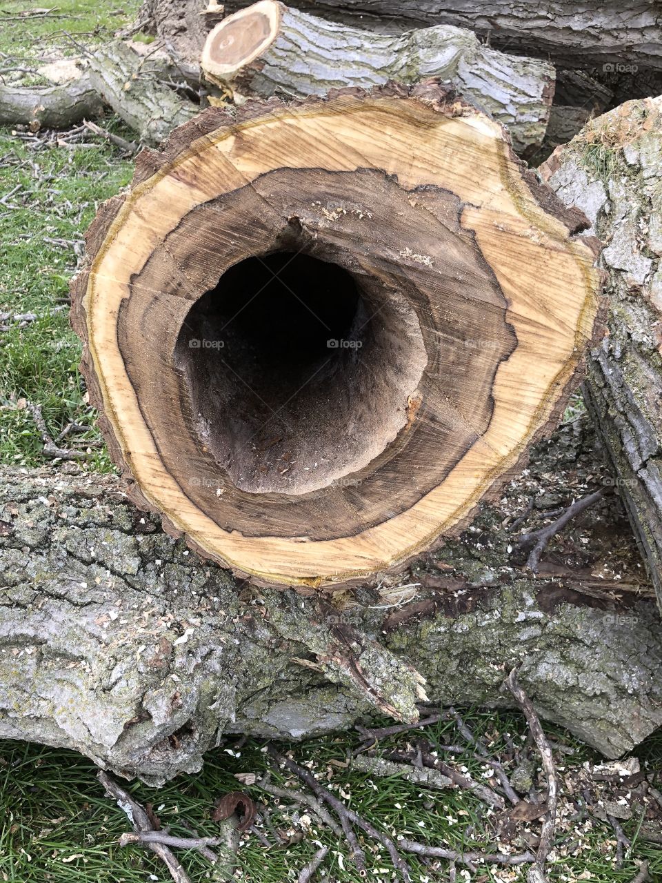Inside tree trunk dead wood 