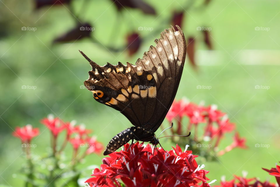 Pretty butterfly feeding on pretty red flowers.