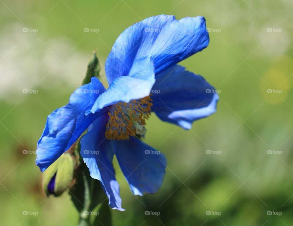 Himalayan poppy blue