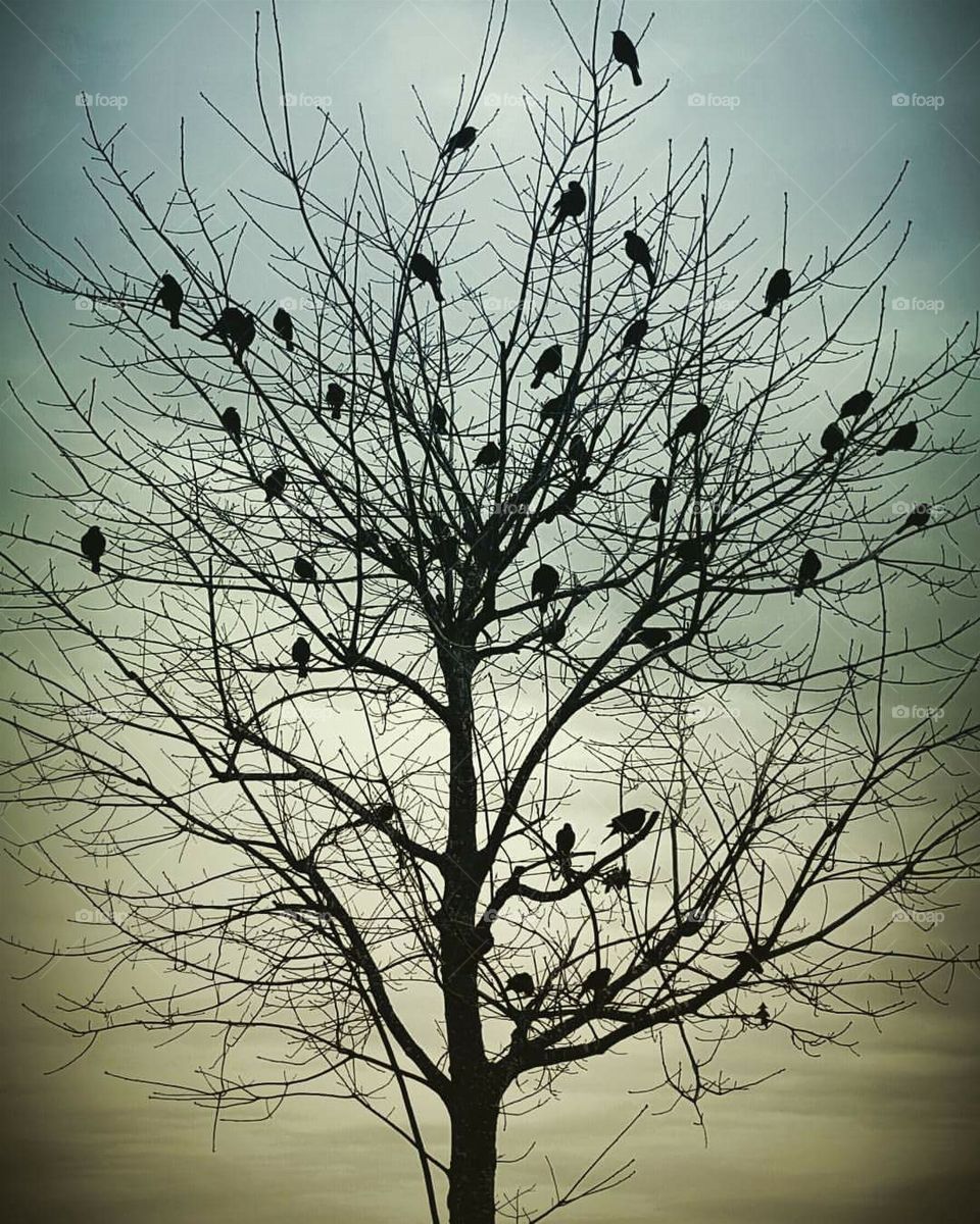 Birds in the Evening Tree