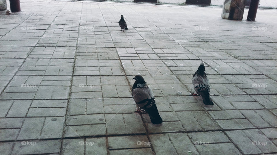 Pigeons