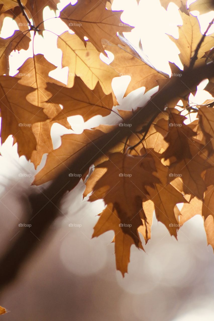 Back lit oak leaves in the fall