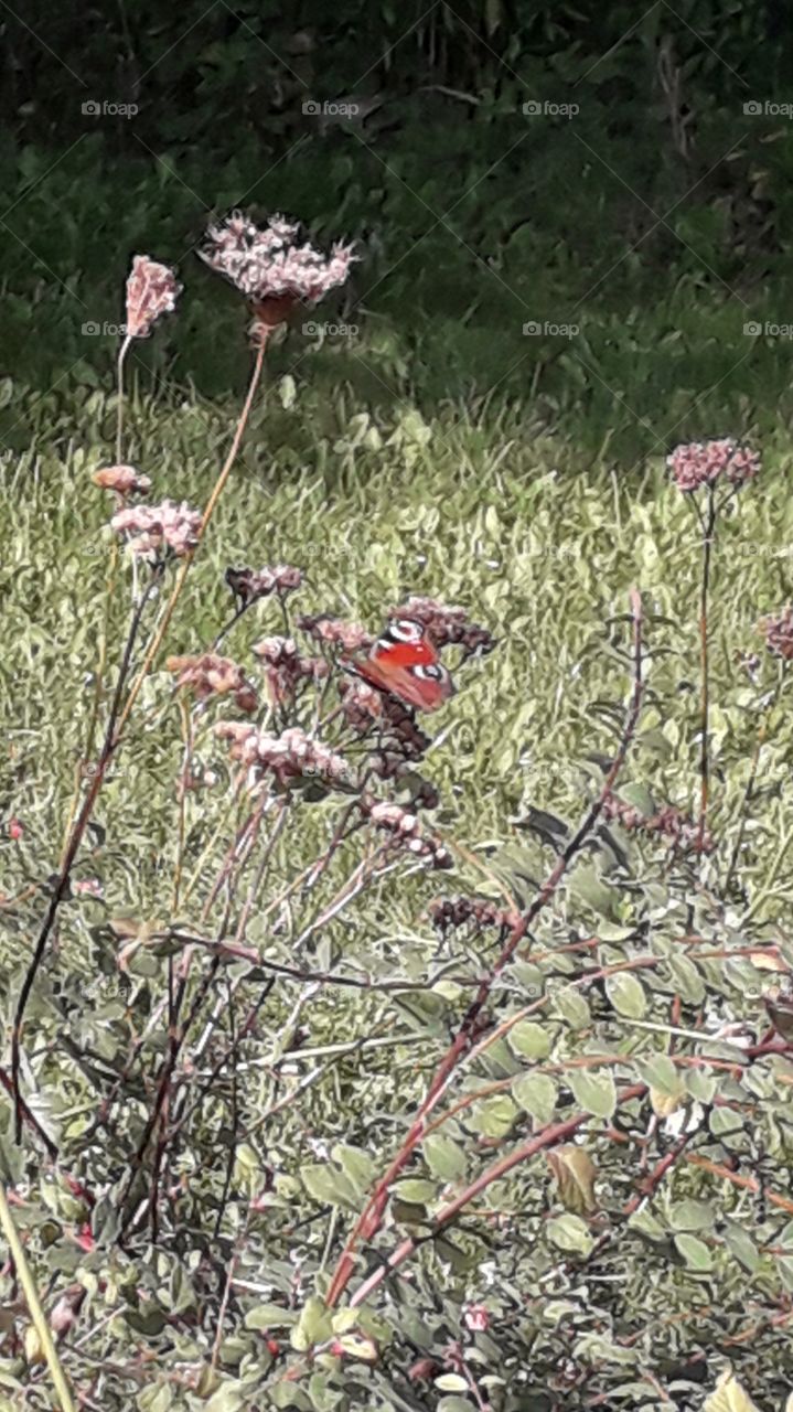 beautiful sunlit meadow with a butterfly