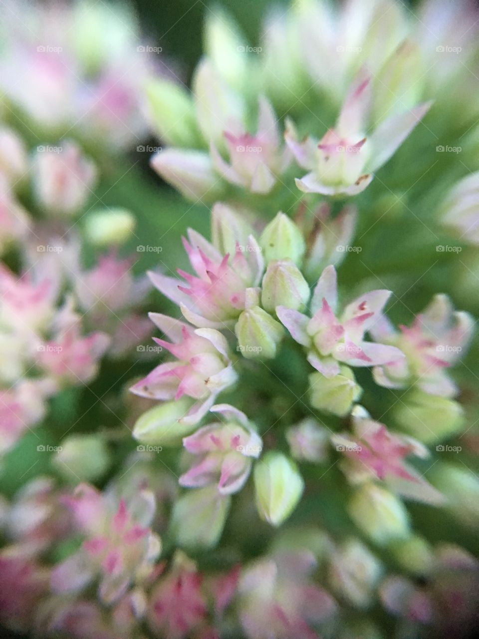 Tiny buds 