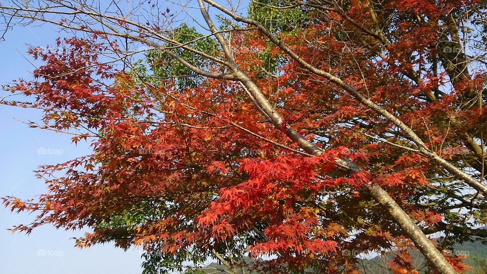 red tree