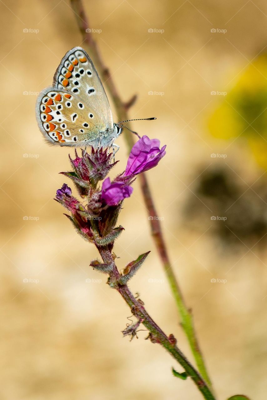 Butterfly on a flower