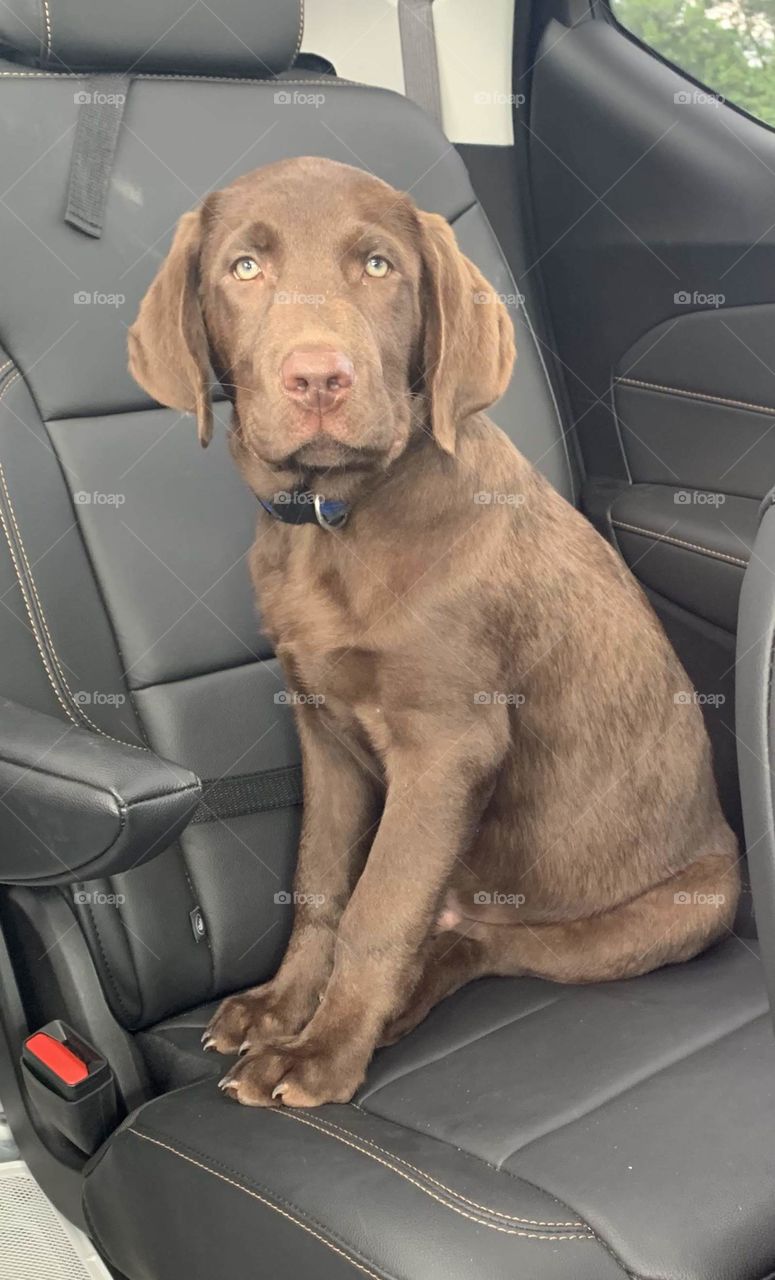 Chocolate Lab
