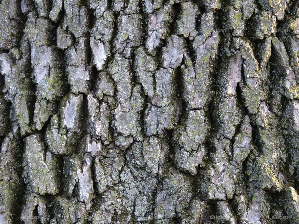 Full framed of the tree trunk 