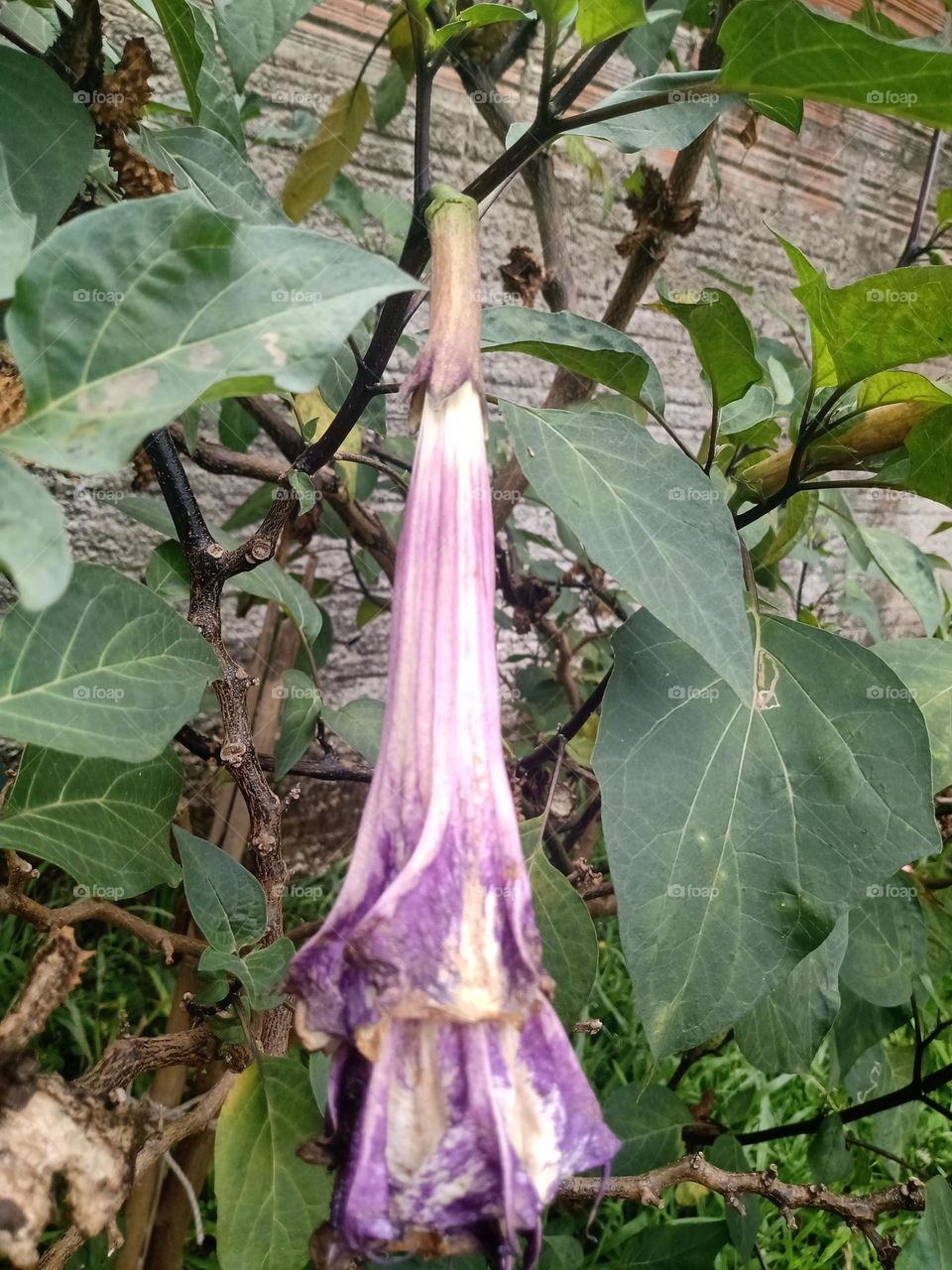 Datura metel