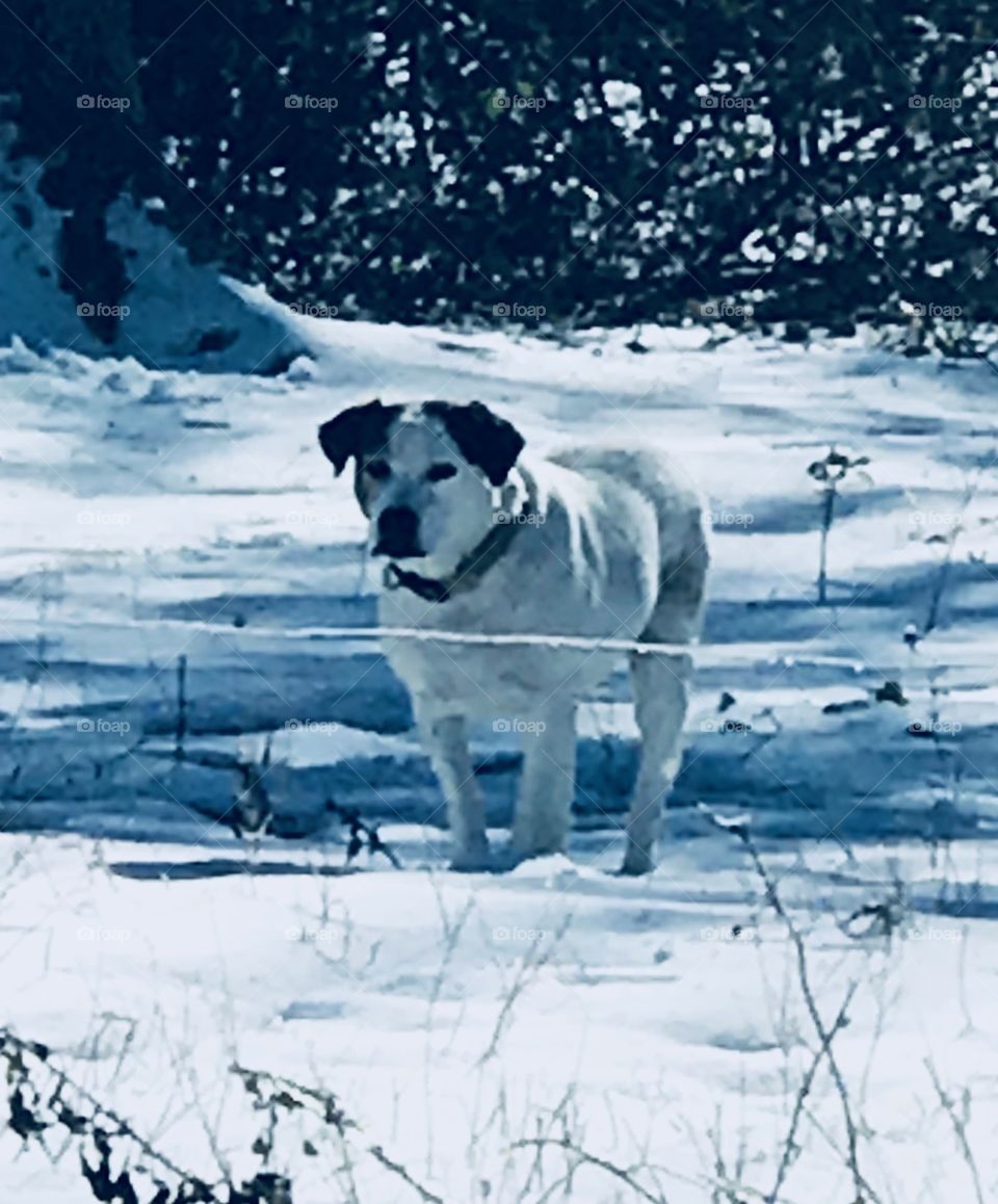 Gracie the farm dog blending in with the South Georgia snow of winter 2018.