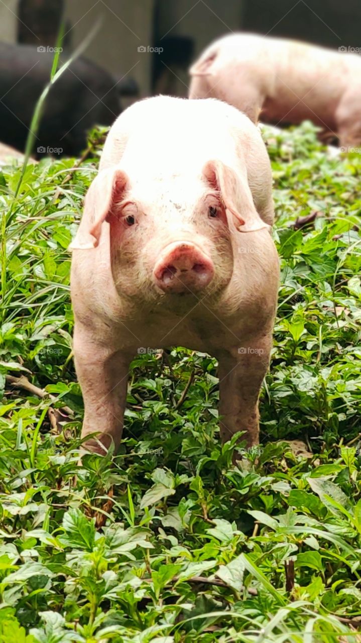 cerdito