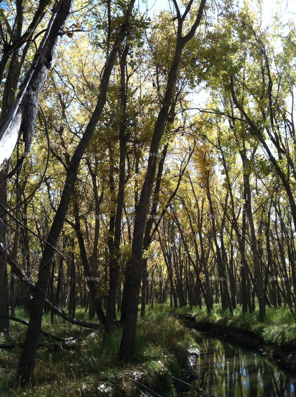 cherry creek state park colorado trees forest fall by ezdrossi