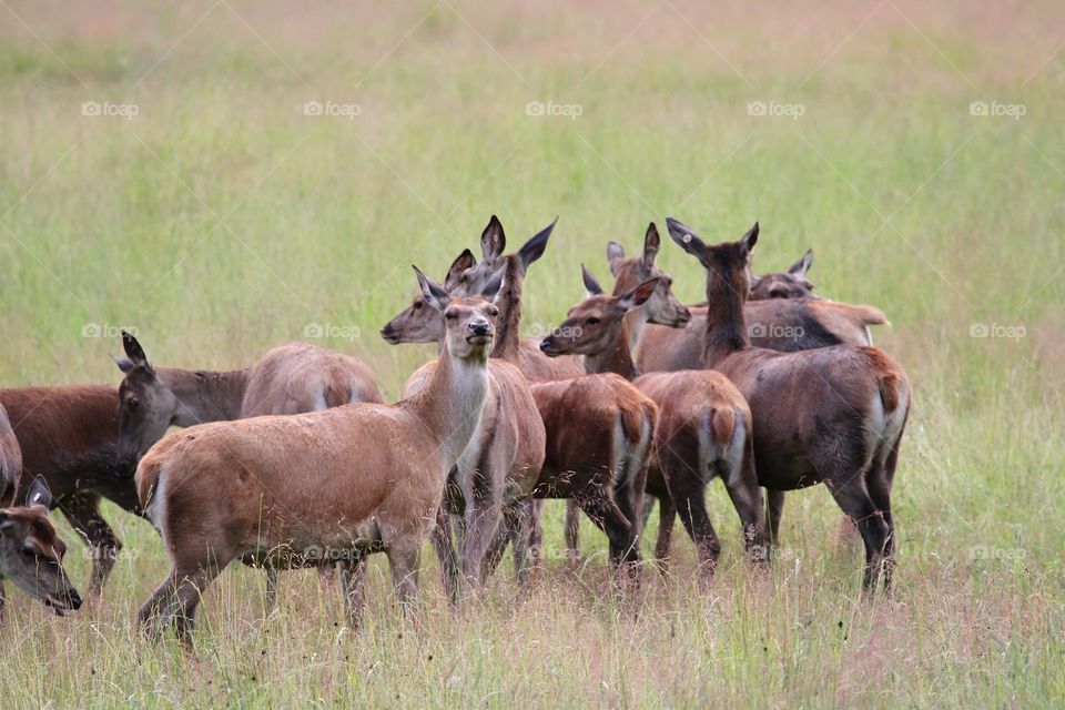 deer females in the deer farm