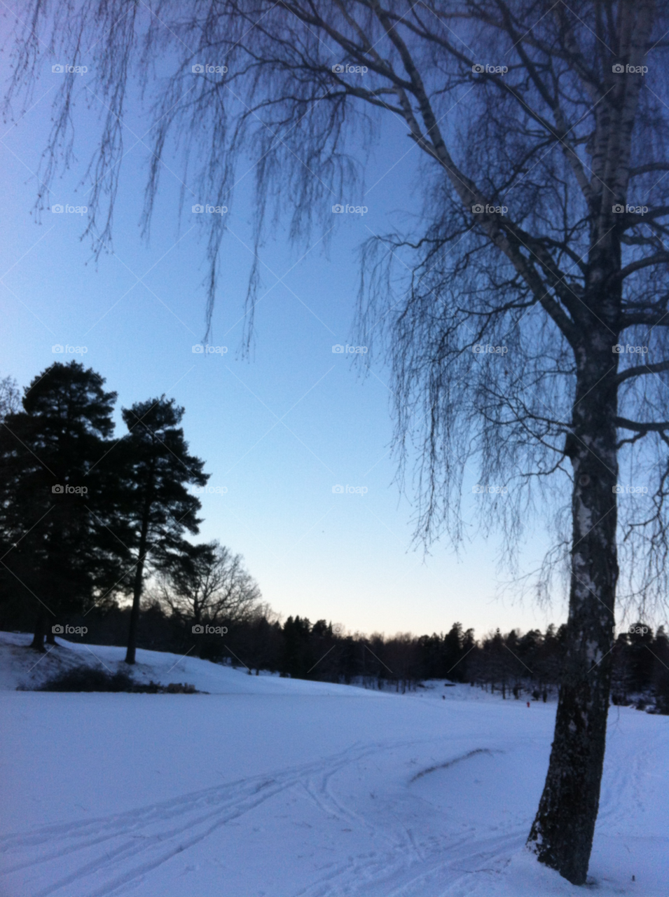 snow winter birch blue sky by marit.anteskog