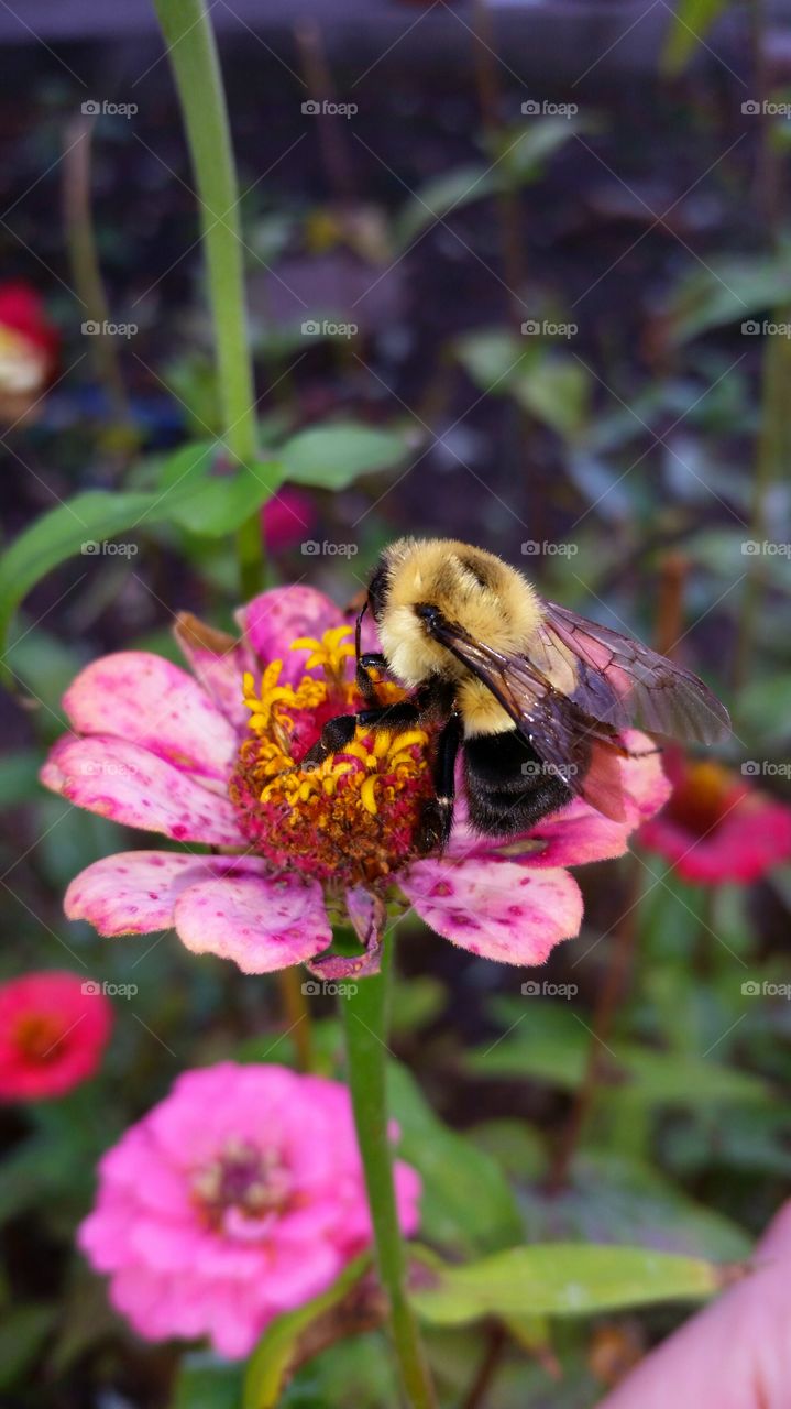 pollination