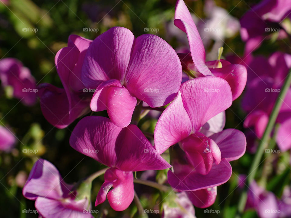 pink flowers, spring