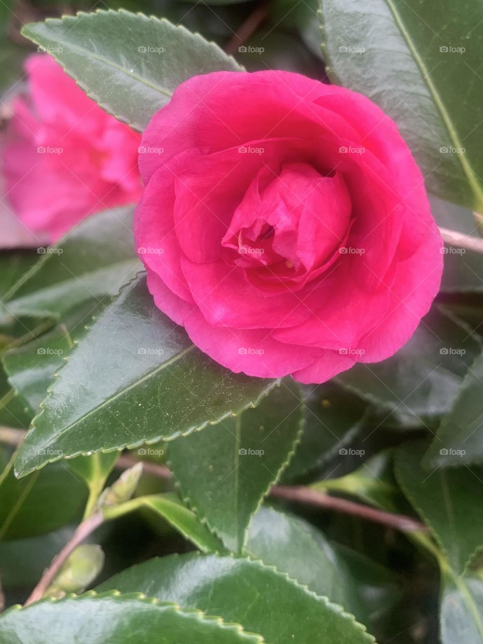 Camellia 2