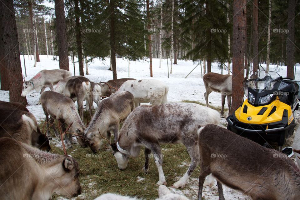 Reindeer farm in Lapland 