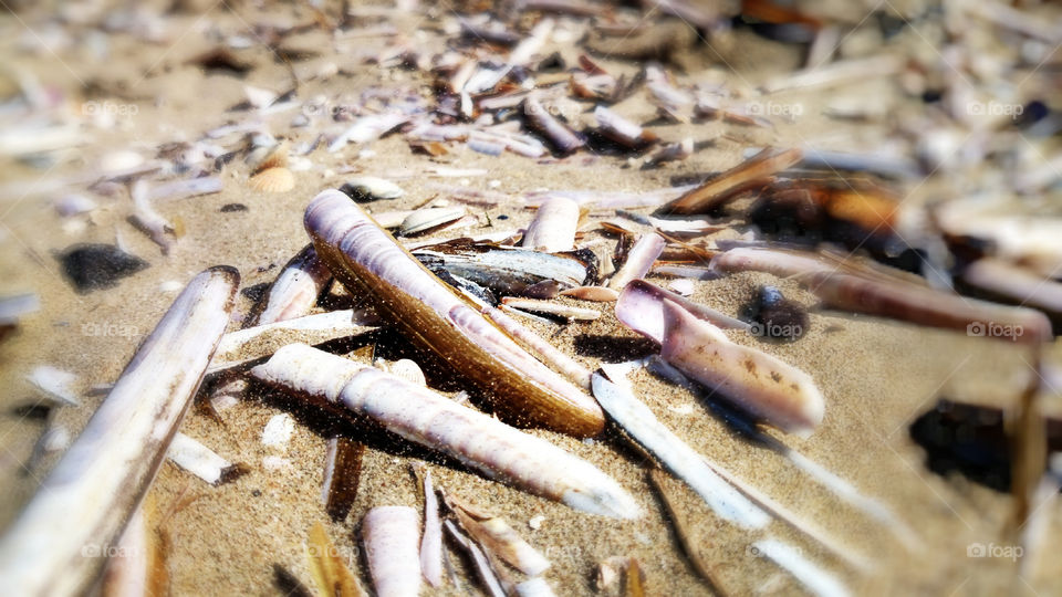 shells . shells on the beach 