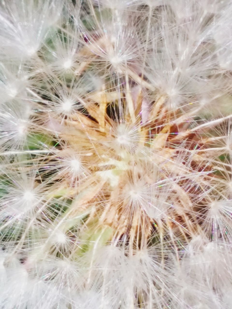 dandelion