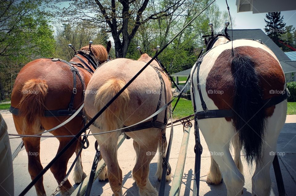 Three horses, that is, from a view from the rear.