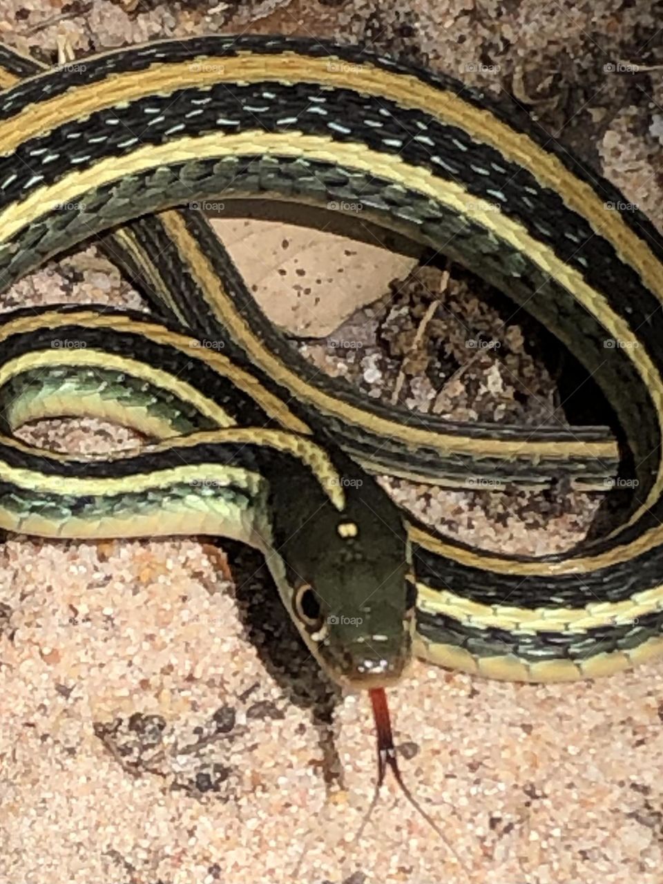 A rather large garter snake decided to visit me on my porch! Got him with his tongue out 🙃