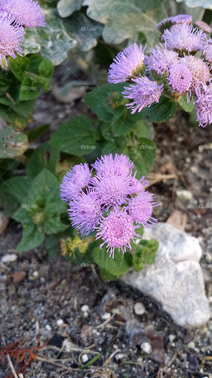 Purple Funky Flowers. took this at Cranes Roost in Altamonte Springs Florida