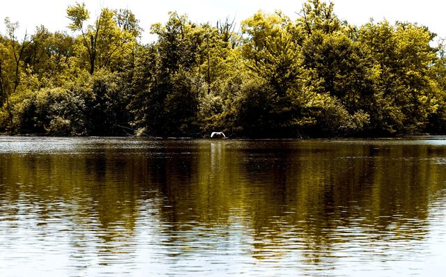 River Bird