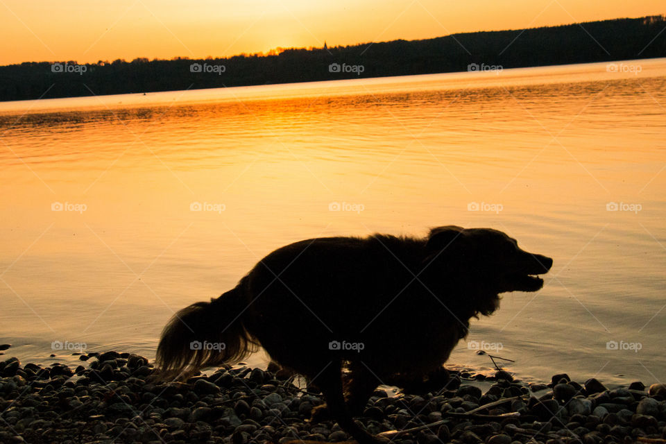 Silhouette of puppy running on shore
