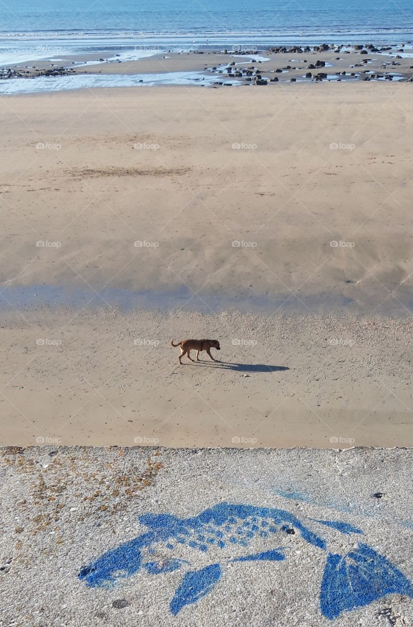 Dog on the beach of Trouville