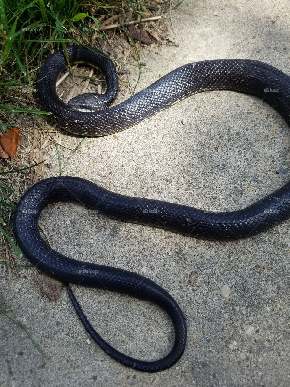 a snake that found it's way to my doorstep