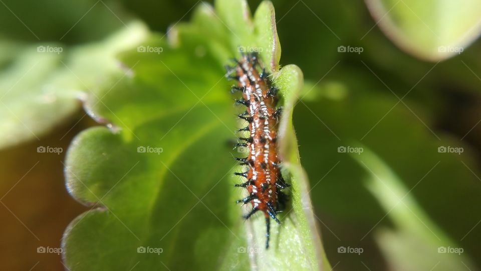 Fritillary Caterpillar 4