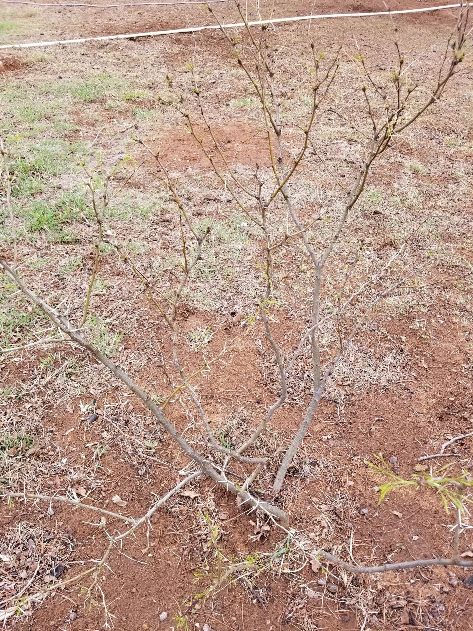 a young mesquite tree