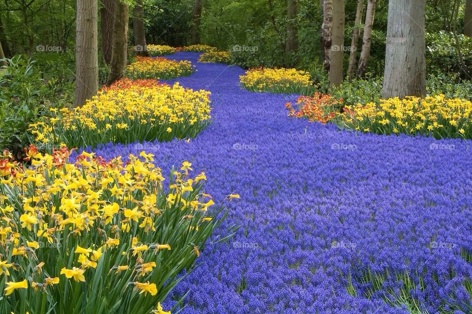 Keukenhof 