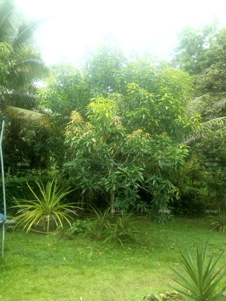 we always eat mongo but many people dose not know the tree what it's look like so this is a young mongo tree .